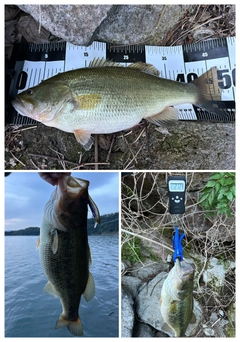 ブラックバスの釣果