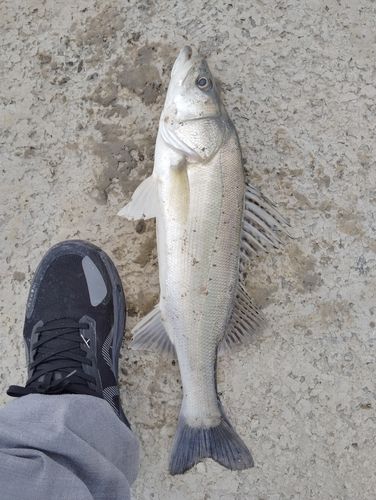 セイゴ（タイリクスズキ）の釣果