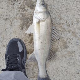 セイゴ（タイリクスズキ）