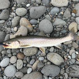 アメマス