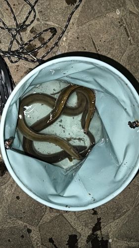 ウナギの釣果