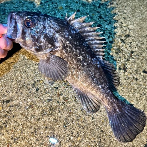 クロソイの釣果