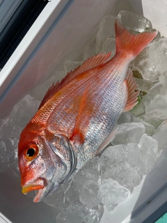 レンコダイの釣果