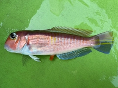 アマダイの釣果