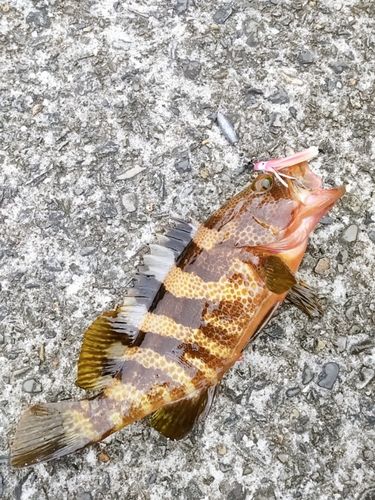 アオハタの釣果