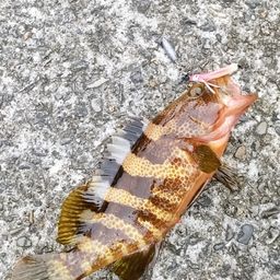 アオハタ