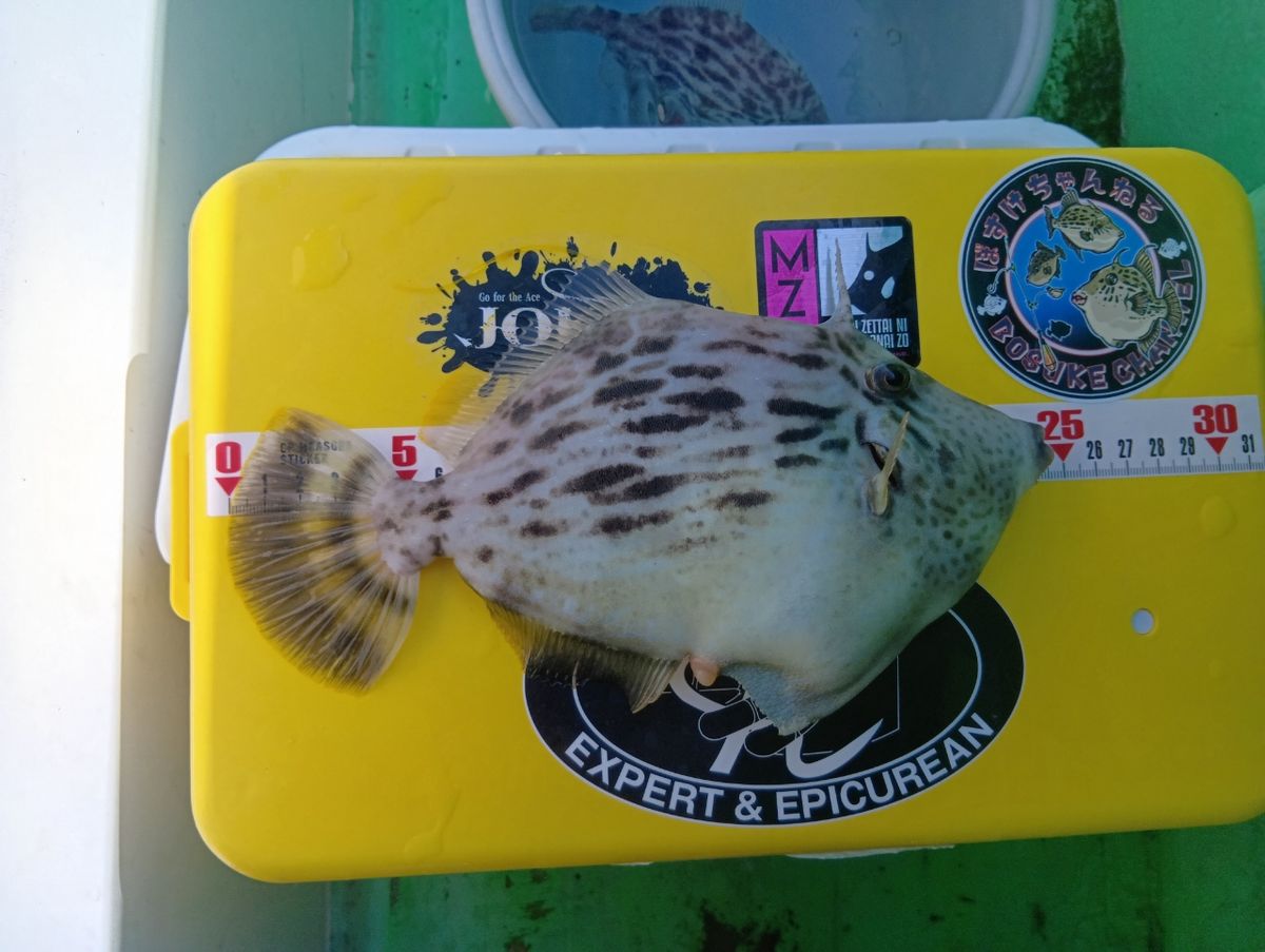 にゃんすけさんの釣果 1枚目の画像