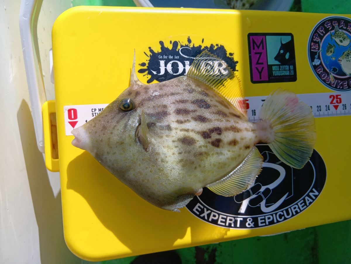 にゃんすけさんの釣果 2枚目の画像