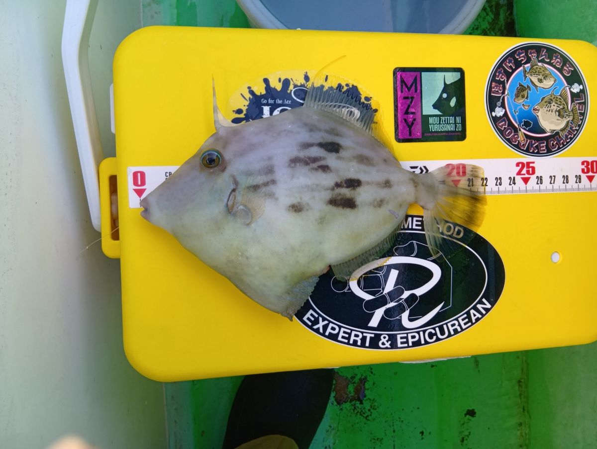 にゃんすけさんの釣果 3枚目の画像