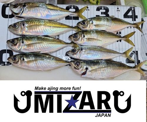 アジの釣果