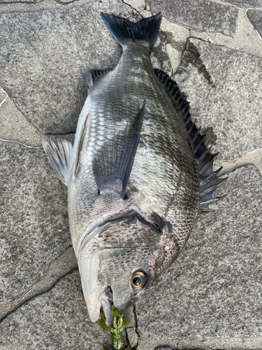 チヌの釣果