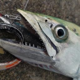 サゴシ