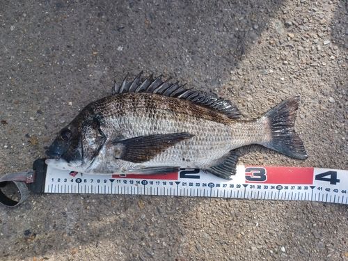 クロダイの釣果