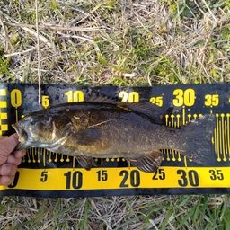 スモールマウスバス