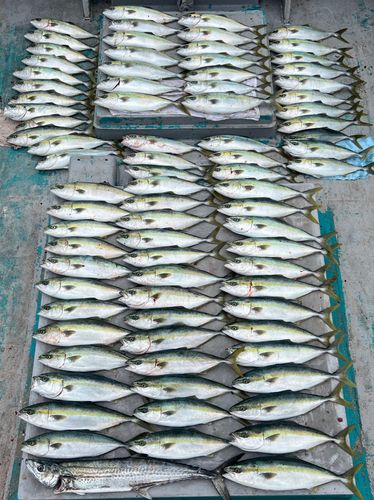 サワラの釣果