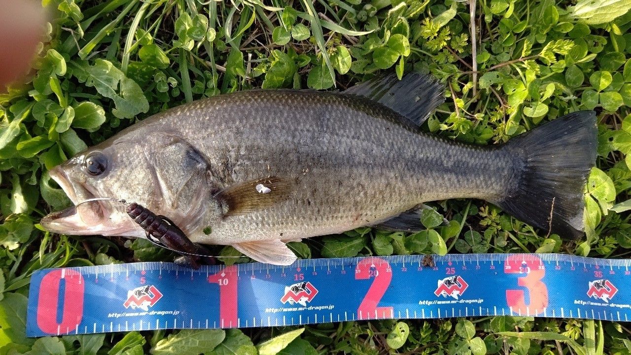 ラージマウスバス