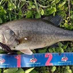 ラージマウスバス