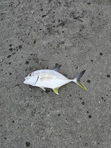メッキの釣果