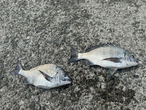 チヌの釣果