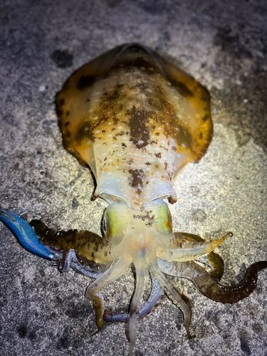 アオリイカの釣果