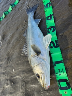 フッコ（マルスズキ）の釣果
