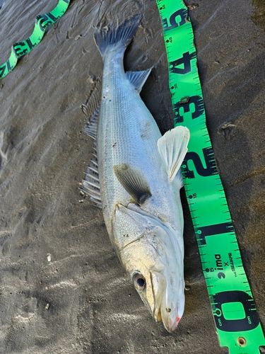フッコ（マルスズキ）の釣果