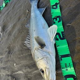 フッコ（マルスズキ）