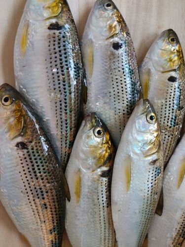 コノシロの釣果