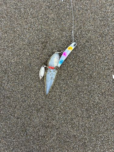 シタビラメの釣果