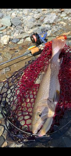イワナの釣果