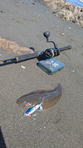 クロウシノシタの釣果