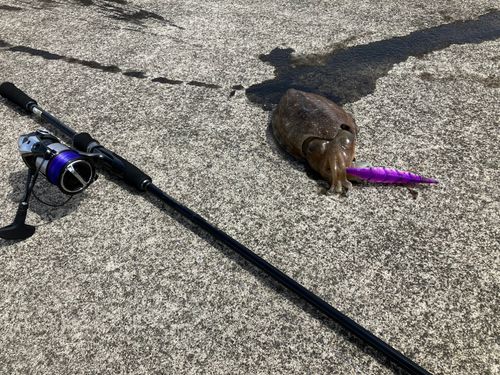 コウイカの釣果