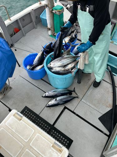 カツオの釣果