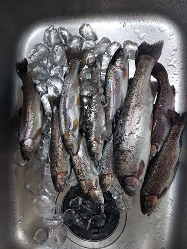 ニジマスの釣果