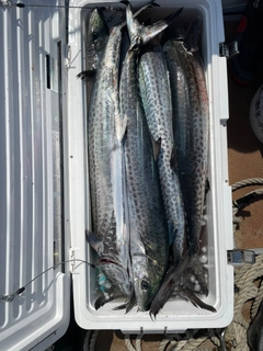 サワラの釣果