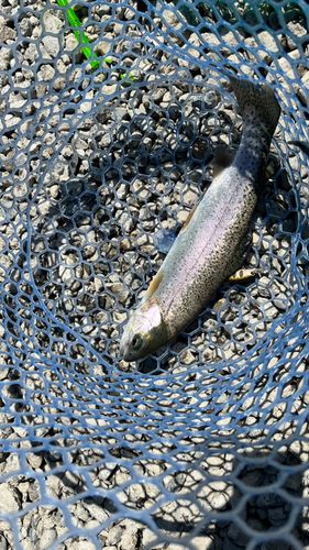 ニジマスの釣果