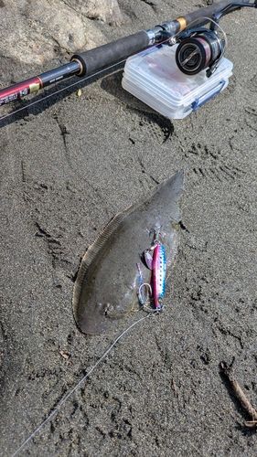 クロウシノシタの釣果