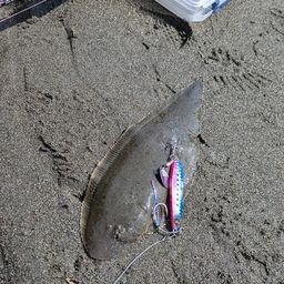 クロウシノシタ