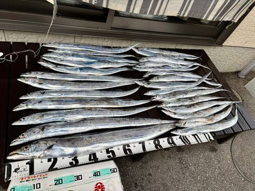 タチウオの釣果