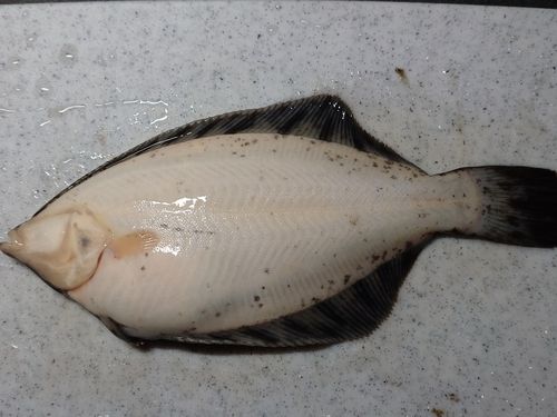 クロガシラガレイの釣果