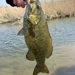 スモールマウスバス