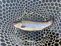 ロックトラウトの釣果