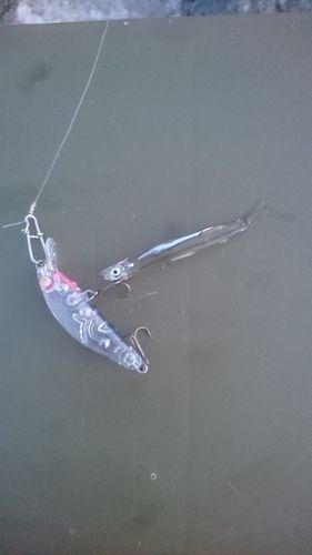 釣果