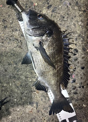 クロダイの釣果
