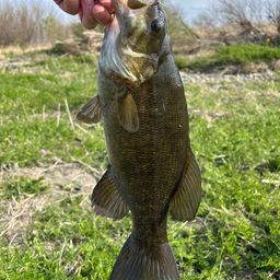 スモールマウスバス