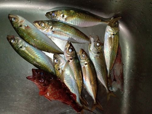 マアジの釣果