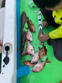 マゴチの釣果