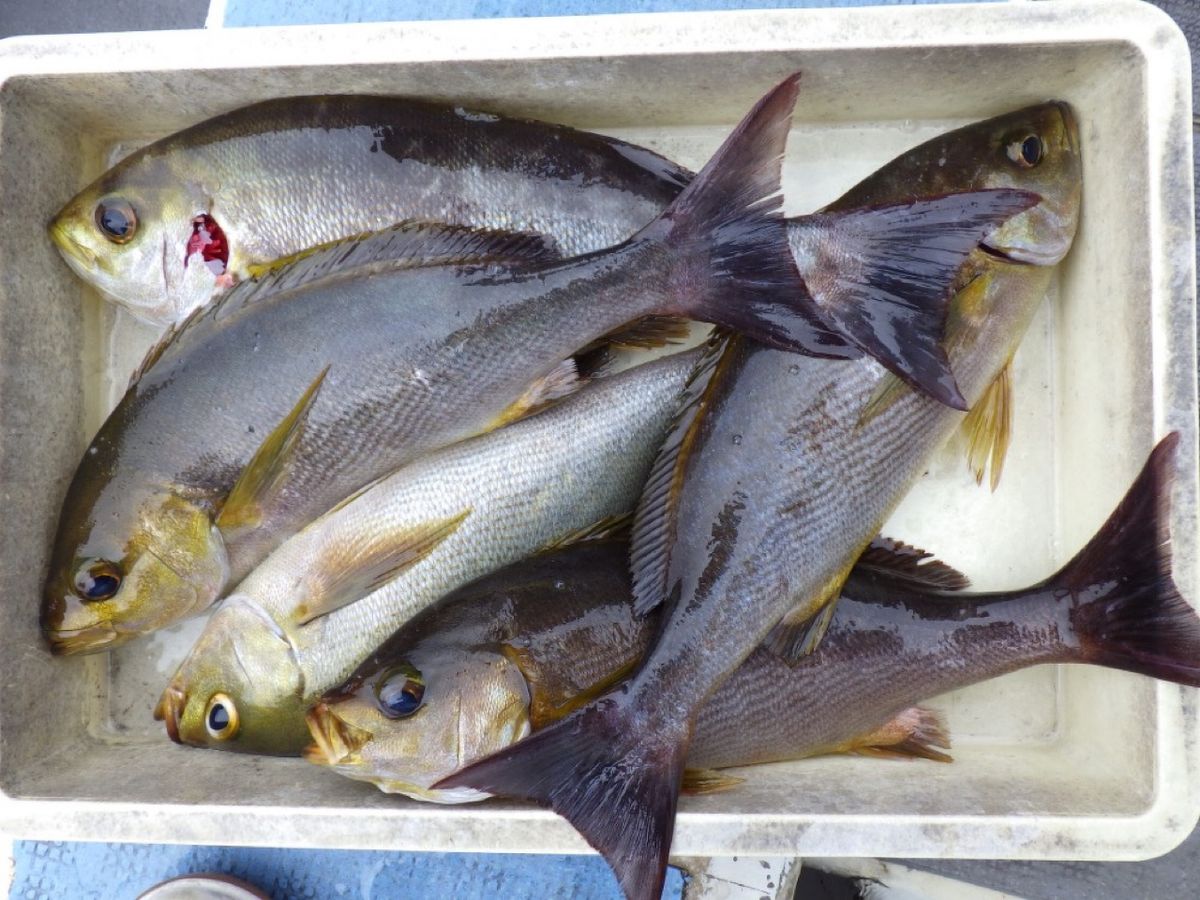 石川釣船@船長さんの釣果 2枚目の画像