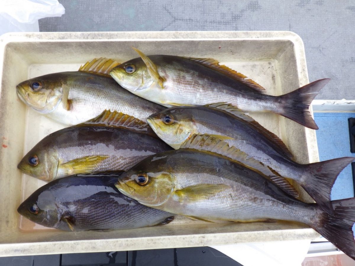 石川釣船@船長さんの釣果 3枚目の画像