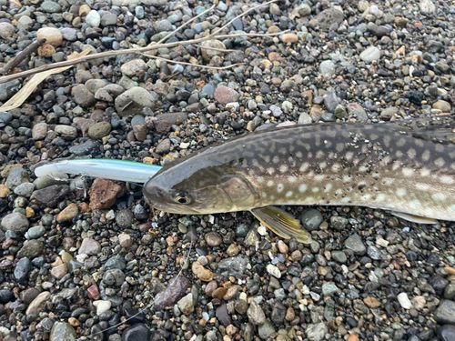 アメマスの釣果
